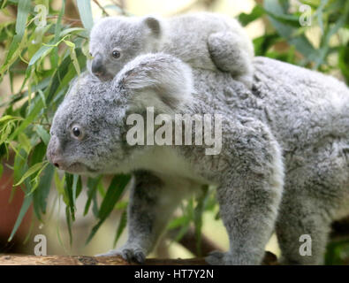 Duisburg, Allemagne. 05Th Mar, 2017. Koala joey Ramboora avec sa mère Iona dans le zoo de Duisburg, Allemagne, 08 mars 2017. Le Koala pèse 635 grammes et est un peu plus d'un an. Photo : Roland Weihrauch/dpa/Alamy Live News Banque D'Images