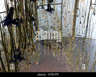 Londres, Royaume-Uni. Mar 8, 2017. L'Iris installation réalisée à partir de dix mille iris frais, par Rebecca Louise Droit, liées avec un fil de cuivre à Galerie, Londres, UK Crédit : Nastia M/Alamy Live News Banque D'Images