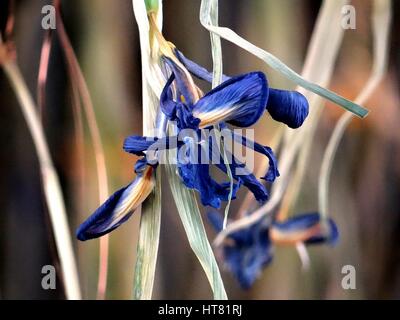 Londres, Royaume-Uni. Mar 8, 2017. L'Iris installation réalisée à partir de dix mille iris frais, par Rebecca Louise Droit, liées avec un fil de cuivre à Galerie, Londres, UK Crédit : Nastia M/Alamy Live News Banque D'Images