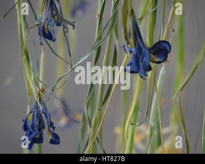 Londres, Royaume-Uni. Mar 8, 2017. L'Iris installation réalisée à partir de dix mille iris frais, par Rebecca Louise Droit, liées avec un fil de cuivre à Galerie, Londres, UK Crédit : Nastia M/Alamy Live News Banque D'Images