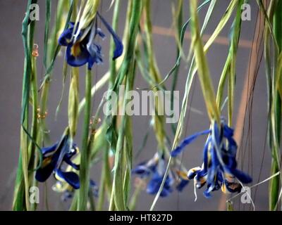 Londres, Royaume-Uni. Mar 8, 2017. L'Iris installation réalisée à partir de dix mille iris frais, par Rebecca Louise Droit, liées avec un fil de cuivre à Galerie, Londres, UK Crédit : Nastia M/Alamy Live News Banque D'Images