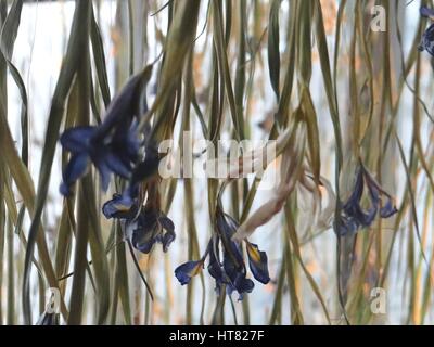 Londres, Royaume-Uni. Mar 8, 2017. L'Iris installation réalisée à partir de dix mille iris frais, par Rebecca Louise Droit, liées avec un fil de cuivre à Galerie, Londres, UK Crédit : Nastia M/Alamy Live News Banque D'Images