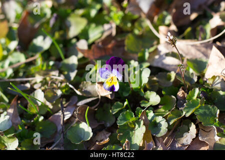 Viola Fleur Guestphalica Banque D'Images