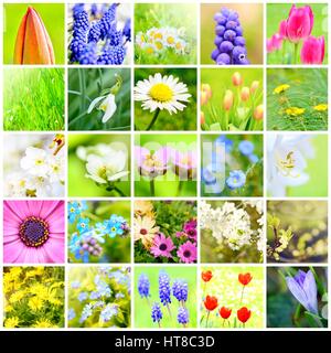 Fleur de printemps collage avec photos des plantes et des fleurs dans le jardin. Banque D'Images