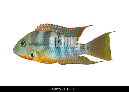 Feu jaune bouche (Thorichthys affinis) - hommes, isolé Banque D'Images