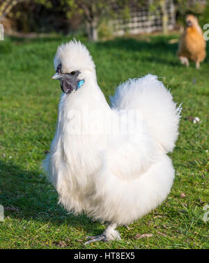 Silkie, branche de poulet (Gallus gallus domesticus), Otago, Nouvelle-Zélande Banque D'Images