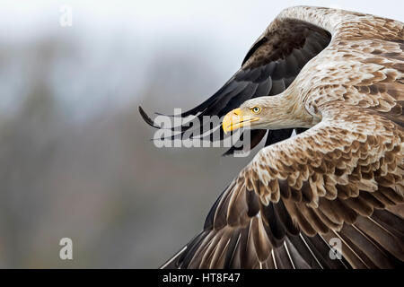 Le cerf de sea-eagle (Haliaeetus albicilla), adulte, en vol portrait, Gostynińsko Włocławski-parc, Pologne Banque D'Images
