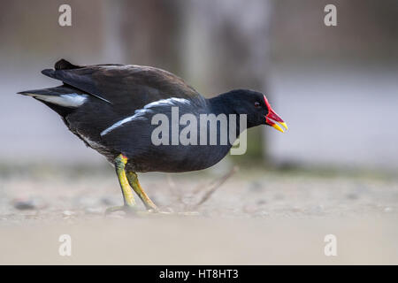 Poule d'eau sur le terrain à la recherche de nourriture. Banque D'Images