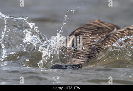 Canada Goose de plonger dans un lac. Banque D'Images