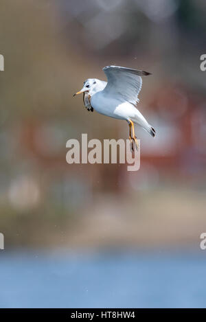 Mouette noir adultes avec des déchets de plastique dans son projet de loi Banque D'Images