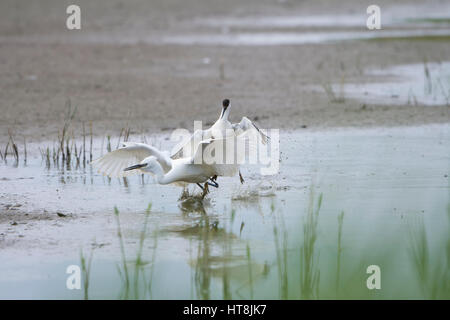 Un adulte Avocette élégante (Recurvirostra avosetta) qui attaquent une aigrette garzette en défendant les jeunes, Minsmere, Suffolk, UK Banque D'Images