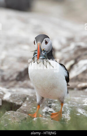Un Puffic atlantique (Fratercula arctica) avec un bec plein de lançon, Iles Farne, Northumberland, Angleterre Banque D'Images