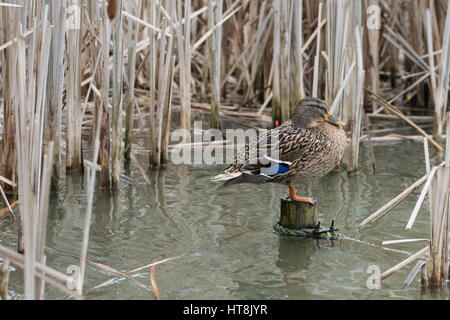 Canard colvert femelle debout sur une jambe sur un poste en bois entre les roseaux séchés Banque D'Images