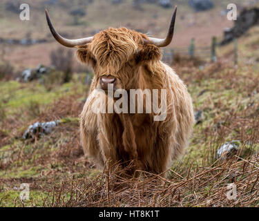 Highland cattle sur l'île de Mull célèbre race écossaise, c'est Angus frère de Hamish grand juste de couleur brun léger manteau poilu. Banque D'Images