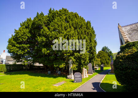 Le cimetière de l'église paroissiale de Saint Digain dans Llangernyw et un ancien arbre d'if, estimé à environ 4 000 ans Banque D'Images