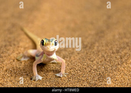 Chauds et colorés Palmato Gecko sur les sables du désert de Namib - vue avant Banque D'Images
