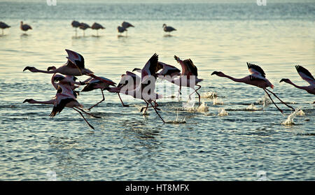 Flamiingo prendre off at sunset Banque D'Images