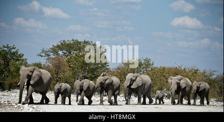 Reproduction d'un troupeau d'éléphants s'purposfully à partir de l'eau vers les arbres mopane Banque D'Images