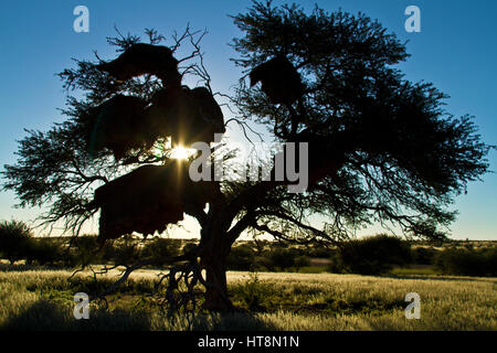 Sociable Weaver nids en grand-camel thorn tree in silhouette Banque D'Images