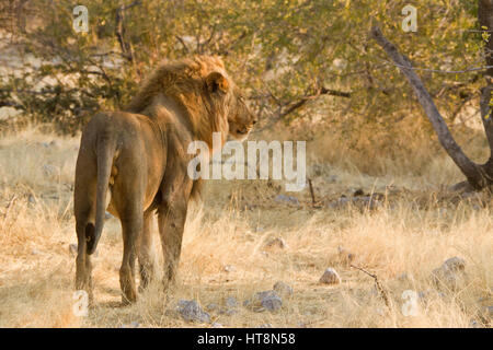 Un lion mâle au petit matin la lumière - vue arrière Banque D'Images