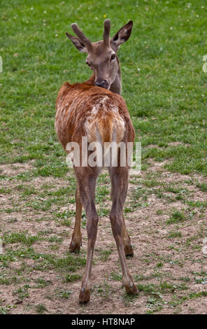 Red Deer (Cervus elaphus) mâle juvénile le toilettage Banque D'Images