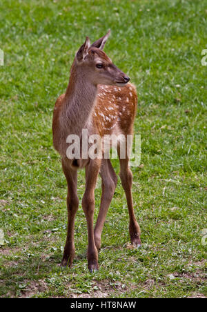 Red Deer (Cervus elaphus) Fawn Banque D'Images