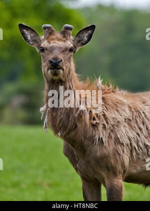 Red Deer (Cervus elaphus) Stag à nouveau la croissance des bois et de la Mue Banque D'Images