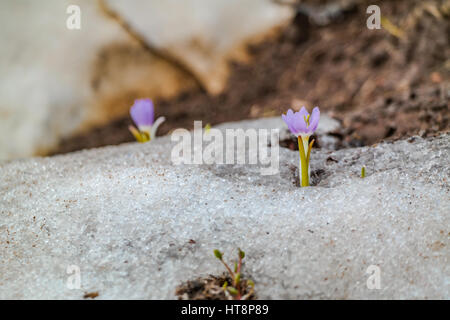 Crocus fleur fleur dans la neige Banque D'Images