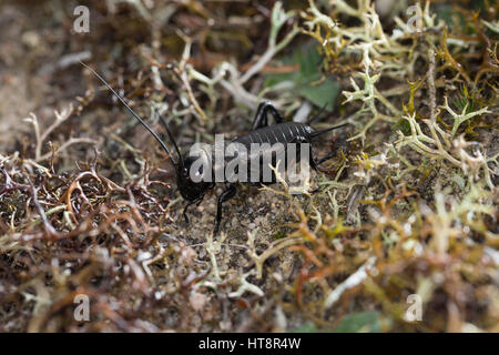 Feldgrillee, larve, nymphe, Feld-Grillee, auvent, Gryllus campestris, grillon, auvent, Grillen, Gryllidae, le cricket, les grillons Banque D'Images