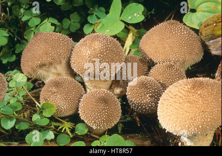 Flaschen-Stäubling Flaschenstäubling Flaschenbovist,,, Lycoperdon perlatum, Lycoperdon gemmatum, vesse-de-commune, warted puffball, gem-puffbal cloutés Banque D'Images