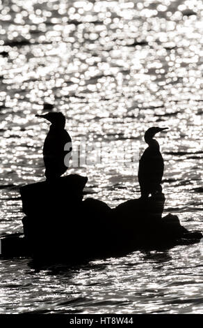 Silhouette d'aigrettes perchées sur un tas de pierres dans un lac Banque D'Images