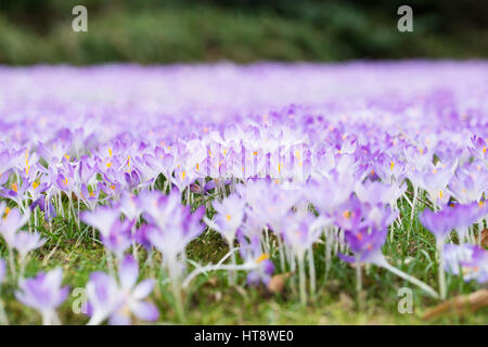 Domaine de crocus au début de printemps. Banque D'Images