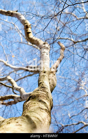 Le hêtre à tronc de l'arbre et l'écorce de branches sur fond de ciel bleu Banque D'Images