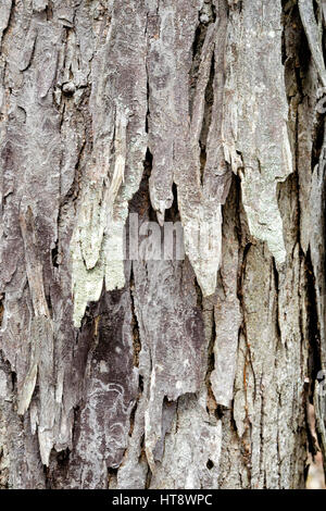 Le caryer l'écorce des arbres close up résumé la texture. Banque D'Images
