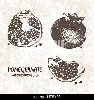 Vecteur numérique grenade détaillée hand drawn retro illustration collection set. Artistique mince crayon contour linéaire. Vintage style plat d'encre, graver Illustration de Vecteur