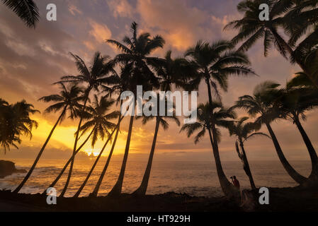 Man photographing des cocotiers et lever du soleil à Kama'ili sur l'Kalapana côte de la Grande Île d'Hawaï. Banque D'Images