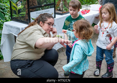 Les enfants d'âge préscolaire touchant une nymphe jungle malaisienne (Heteropteryx dilatata) tenu par un interprète de la nature au Cambridge Butterfly Conservatory, dans Banque D'Images