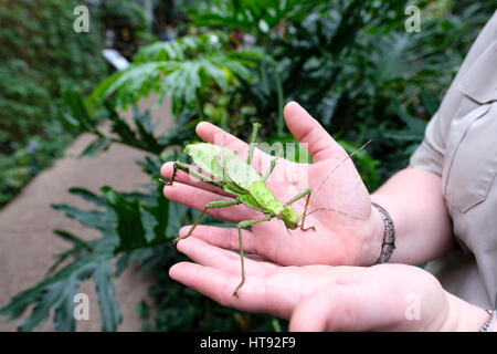 Un interprète de la nature tient dans ses mains une jungle malaisienne (nymphe Heteropteryx dilatata) insecte au Cambridge Butterfly Conservatory, l'Ontario, Cana Banque D'Images