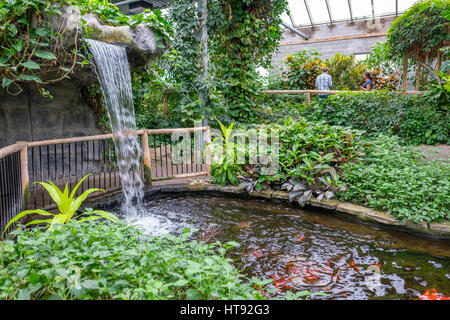 Vue intérieure de la serre et le jardin tropical de la Cambridge Butterfly Conservatory avec cascade et bassin à poissons en Ontario, Canada. Banque D'Images