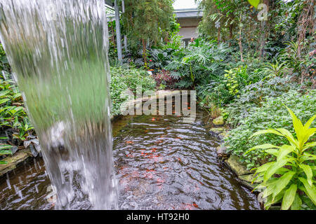 Vue intérieure de la serre et le jardin tropical de la Cambridge Butterfly Conservatory avec cascade et bassin à poissons en Ontario, Canada. Banque D'Images