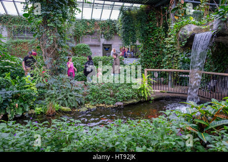 Vue intérieure de la serre et le jardin tropical de la Cambridge Butterfly Conservatory avec cascade et bassin à poissons en Ontario, Canada. Banque D'Images