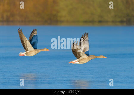 Oies cendrées (Anser anser), volant au-dessus du lac, Hesse, Allemagne Banque D'Images