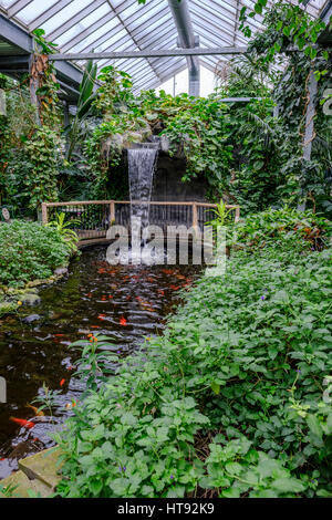 Vue intérieure de la serre et le jardin tropical de la Cambridge Butterfly Conservatory avec cascade et bassin à poissons en Ontario, Canada. Banque D'Images