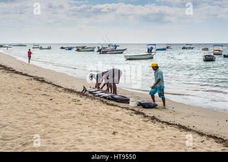 Tamarin, Ile Maurice - le 10 décembre 2015 : les poignées de pêcheurs de thon fraîchement grand sur la plage de la baie de Tamarin à l'Ile Maurice. Banque D'Images