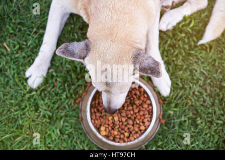 Chien de berger de manger sur l'herbe verte à partir de la plaque métallique du dessus Banque D'Images