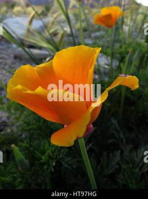 Orange et Pavot de californie Eschscholzia californica fleurs sauvages d'or, montrant l'élégant et il décrit dans la vallée de Coachella Banque D'Images