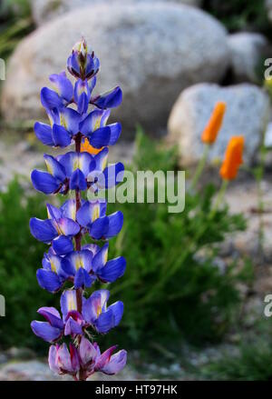 Désert bleu Lupin fleurs violettes Standing Tall et portrait en premier plan avec les rochers et les coquelicots orange à l'arrière-plan Banque D'Images