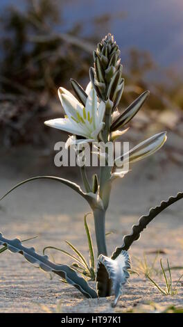 Hesperocallis undulata Desert lily, dans le désert Anza-Borrego gracieux Banque D'Images