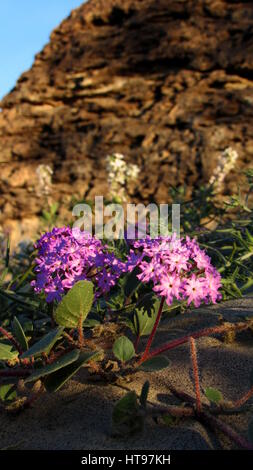 Verveine mauve dans le désert Anza-Borrego Banque D'Images