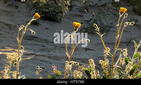 Tournesols, Désert Anza-Borrego Geraea canescens désert près de Borrego Springs, Californie Banque D'Images